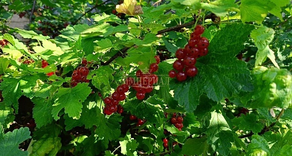Участок , 4 сот.