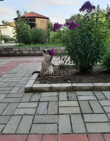 Дача, 64 кв.м.